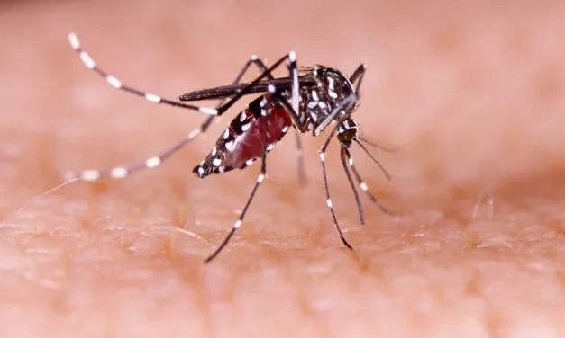 Dengue tipo 3 retorna a Goiás após 17 anos
