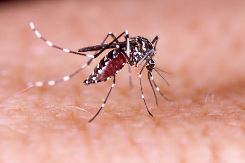 Dengue tipo 3 retorna a Goiás após 17 anos