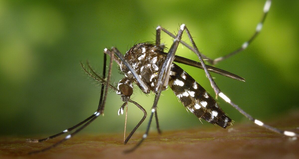 Rio de Janeiro registra primeira morte por dengue em 2025 Rio de Janeiro registra primeira morte por dengue em 2025