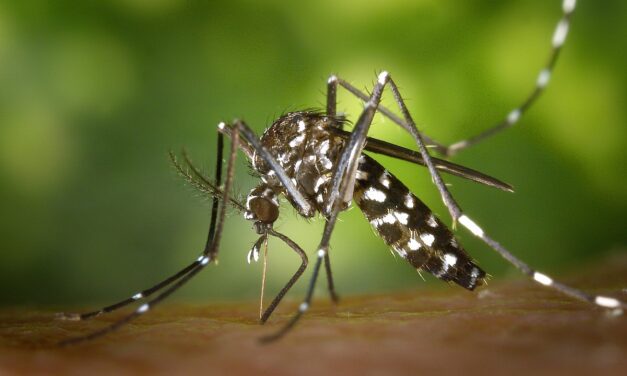 Rio de Janeiro registra primeira morte por dengue em 2025 Rio de Janeiro registra primeira morte por dengue em 2025