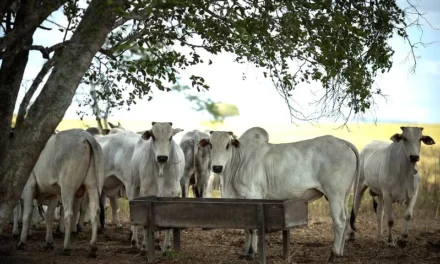 Goiás contabiliza mais de 22 milhões de bovinos