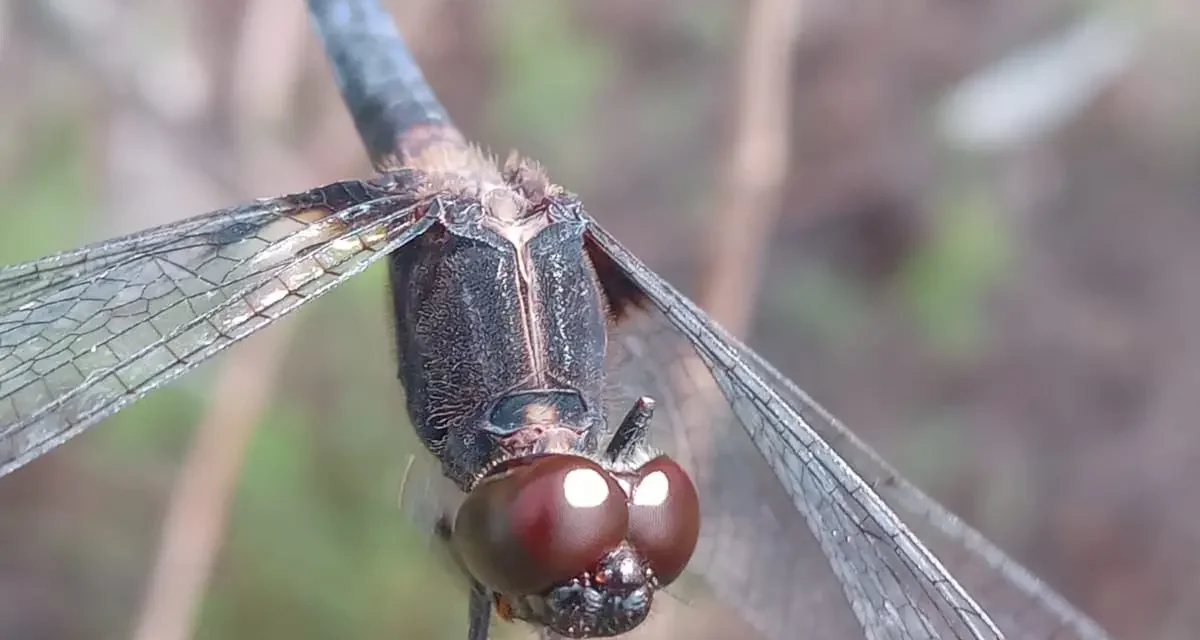 Cientistas podem participar da 1ª avaliação de risco da fauna de Goiás