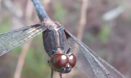 Cientistas podem participar da 1ª avaliação de risco da fauna de Goiás