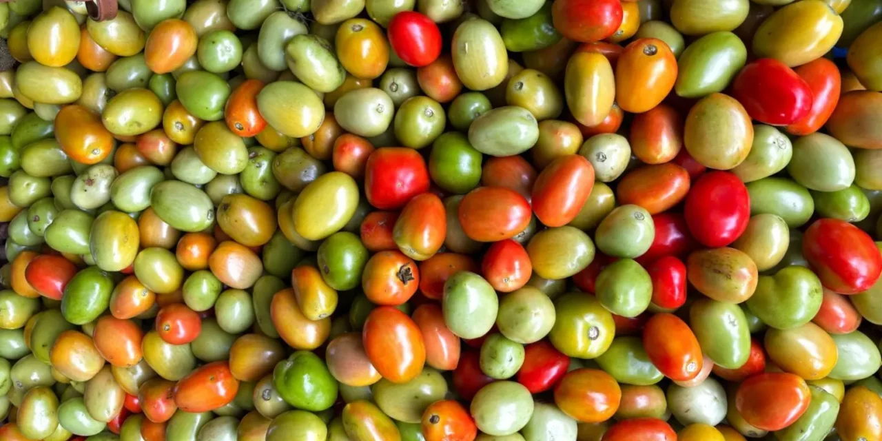 Goiás mantém a liderança na produção nacional de tomate em 2024