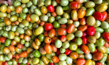Goiás mantém a liderança na produção nacional de tomate em 2024