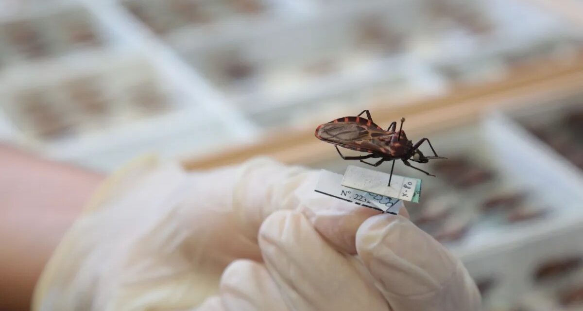 Goiás intensifica combate à doença de Chagas