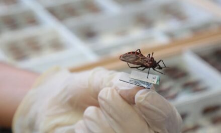 Goiás intensifica combate à doença de Chagas