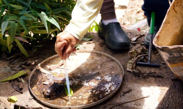 Painel da dengue aponta 28 mortes confirmadas