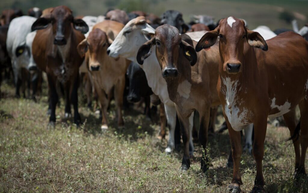 Nova normativa da Agrodefesa reforça controle da brucelose e da tuberculose em Goiás
